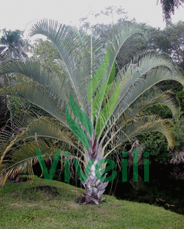 Palmier triangle- Dypsis decaryi