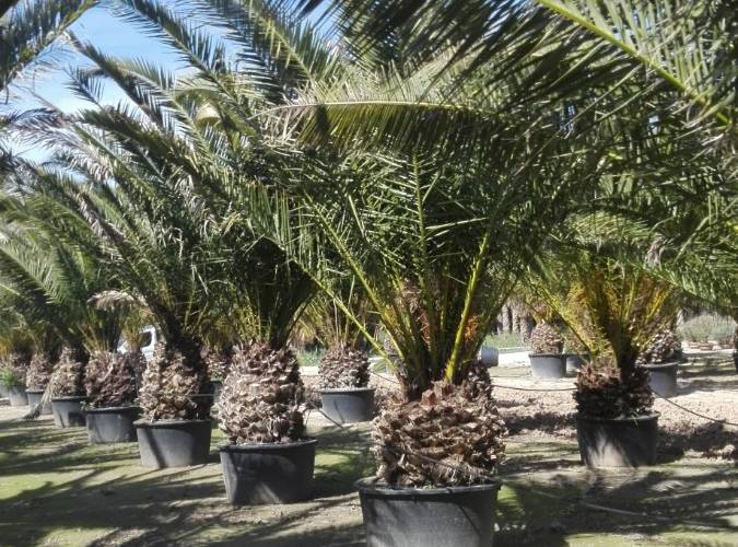 Canarian palm, Phoenix, pot