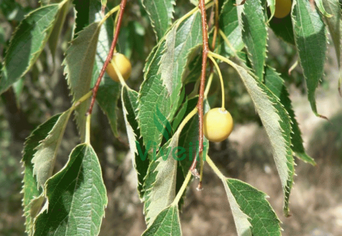 CELTIS AUSTRALIS