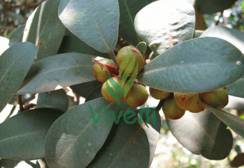 FICUS AUSTRALIS