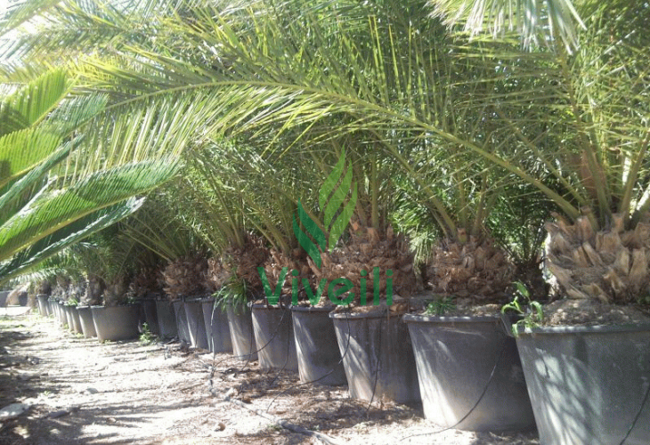 PHOENIX CANARIENSIS POT