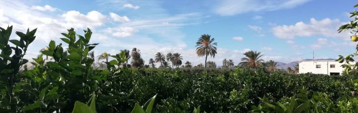 Especialización en plantas ornamentales y palmáceas