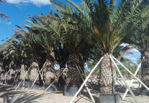 Canarian palm, Phoenix, BIG POTS