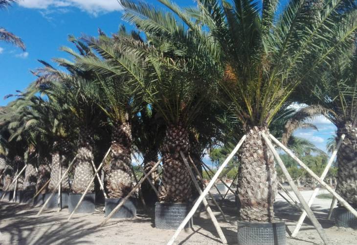 PHOENIX CANARIENSIS GRANDES CONTENEDOR