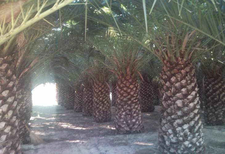 PHOENIX CANARIENSIS PRODUCCION 