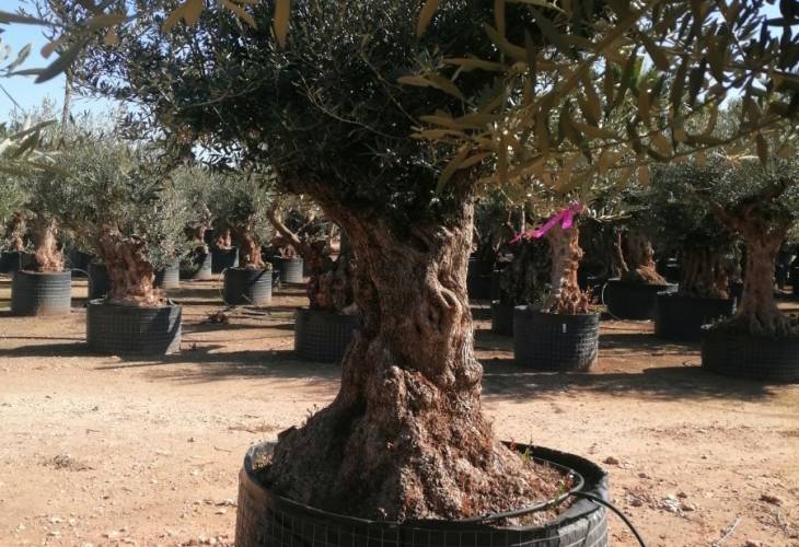 BONSAI TRONCO ALTO 100/150 CIRC CTM