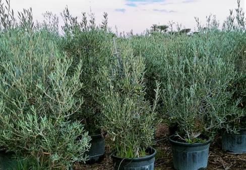 OLEA EUROPEA JOVEN ARBUSTIVO