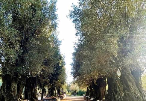 OLEA EUROPEA CALABRES