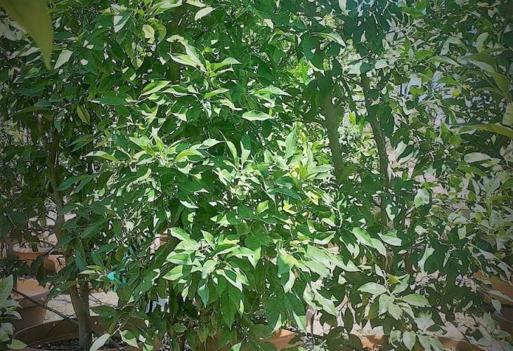 Auratium arbusto en bandeja