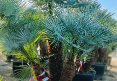 CHAMAEROPS HUMILIS 