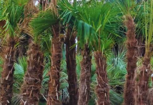 CHAMAEROPS EXCELSA/ TRACHYCARPUS FORTUNEI