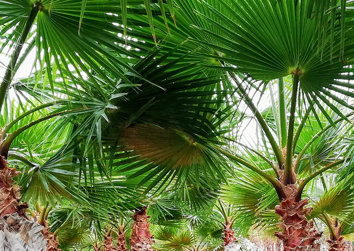 palmáceas